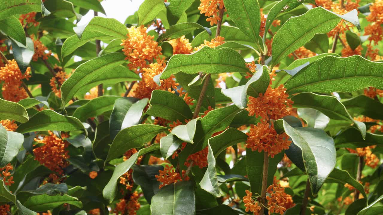 Bright orange osmanthus flowers and lush green leaves against a light background