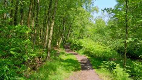 woodland path leading through a lush green woodland forest