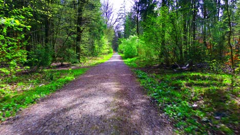sunlit gravel path through a peaceful springtime forest