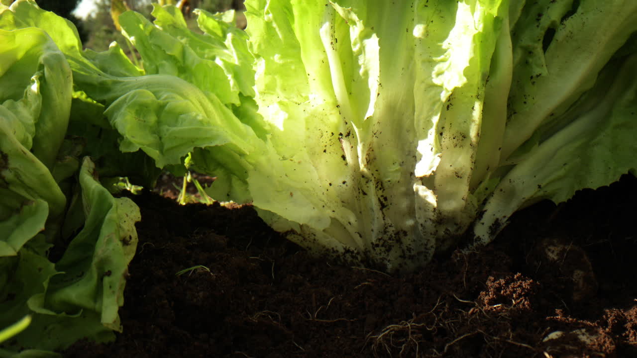 la mano femenina recoge una lechuga fresca y saludable de las camas del jardín - cierra
