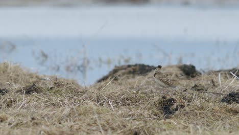 european skylark bird sitting and singing on the grass early spring