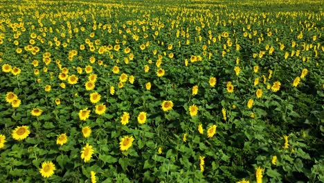 Excellent-Aerial-Shot-Of-A-Sunflower-Field-In-Maui,-Hawaii