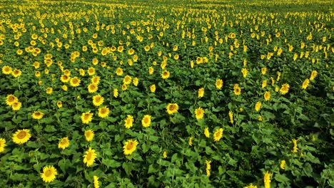 excellent aerial shot of a sunflower field in maui, hawaii
