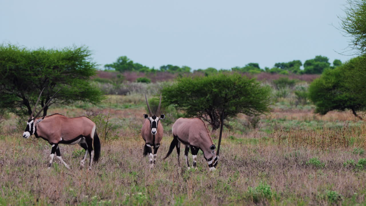 tres gemsbok pastando la hierba en la sabana arbolada de la reserva de caza central de kalahari en botswana áfrica - tiro fijo