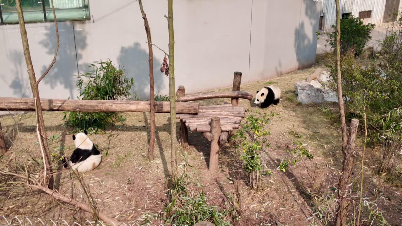Two giant pandas walking and switching places to eat or rest inside Chengdu Panda Base