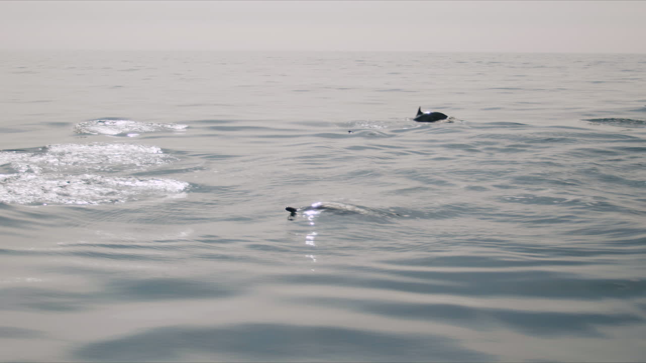 Dolphins Swimming in the Open Ocean