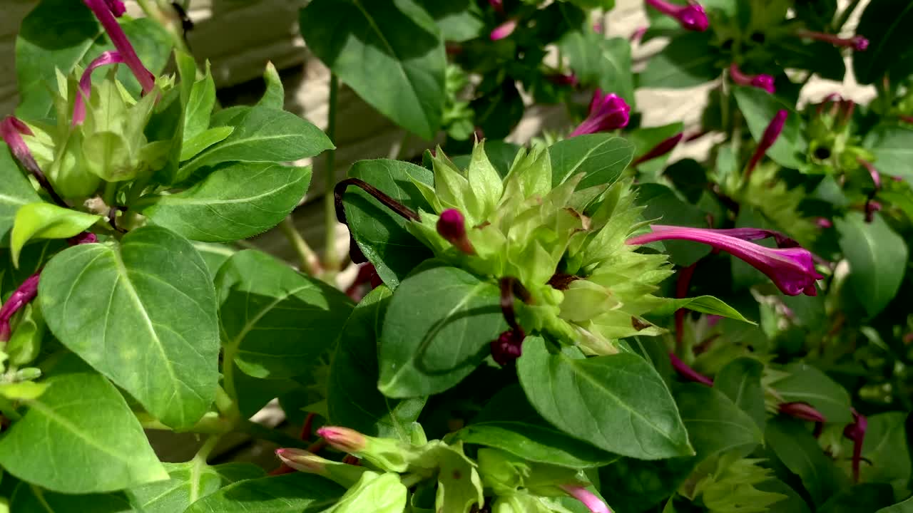 화창한 날 꽃 덤불 사이를 스치고 지나가는 사람은 아무도 없다