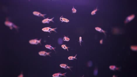 Large-school-of-tiny-Minos-swimming-together-in-freshly-laid-aquarium-tank