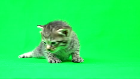 chroma key material　kitten