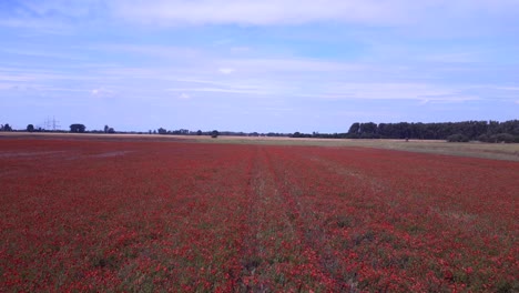 Fantastico-Aéreo-Vista-Superior-Vuelo-Rojo-Campo-De-Amapolas-Zona-Rural-Prado-De-Verano