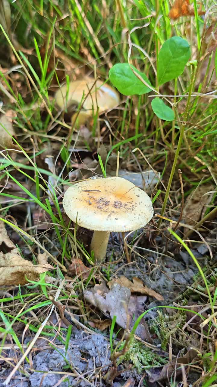 Macro vertical shot of wild mushroom growing on forest floor with grass and dry leaves