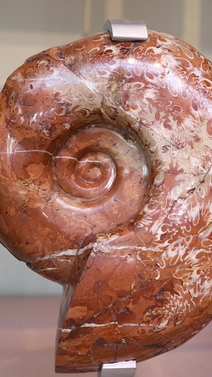 Vertical view of a polished red ammonite fossil rotating on a museum display stand.