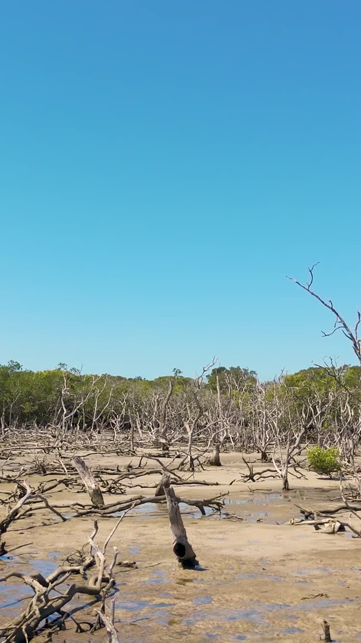 drones capturan la erosión costera y los manglares muertos