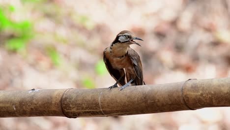 Zorzal-Risueño-De-Collar-Mayor,-Pterorhinus-Pectoralis