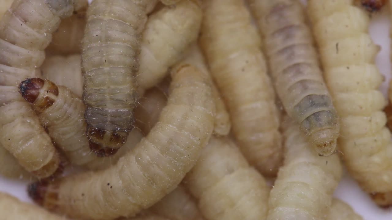 Waxworms or Waxgrubs, the larvae of the Waxmoth