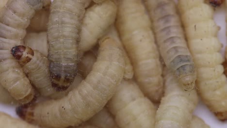 waxworms or waxgrubs, the larvae of the waxmoth