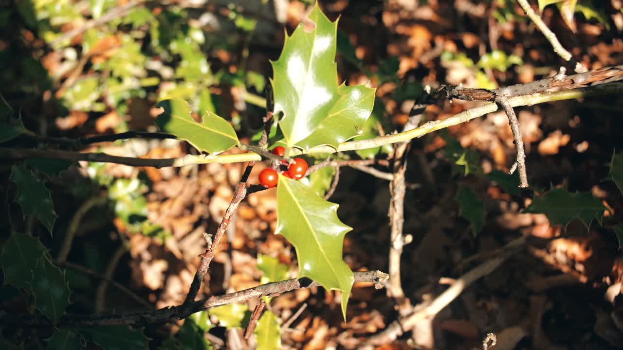 Bright red holly berries and glossy green leaves in forest sunlight near ground level