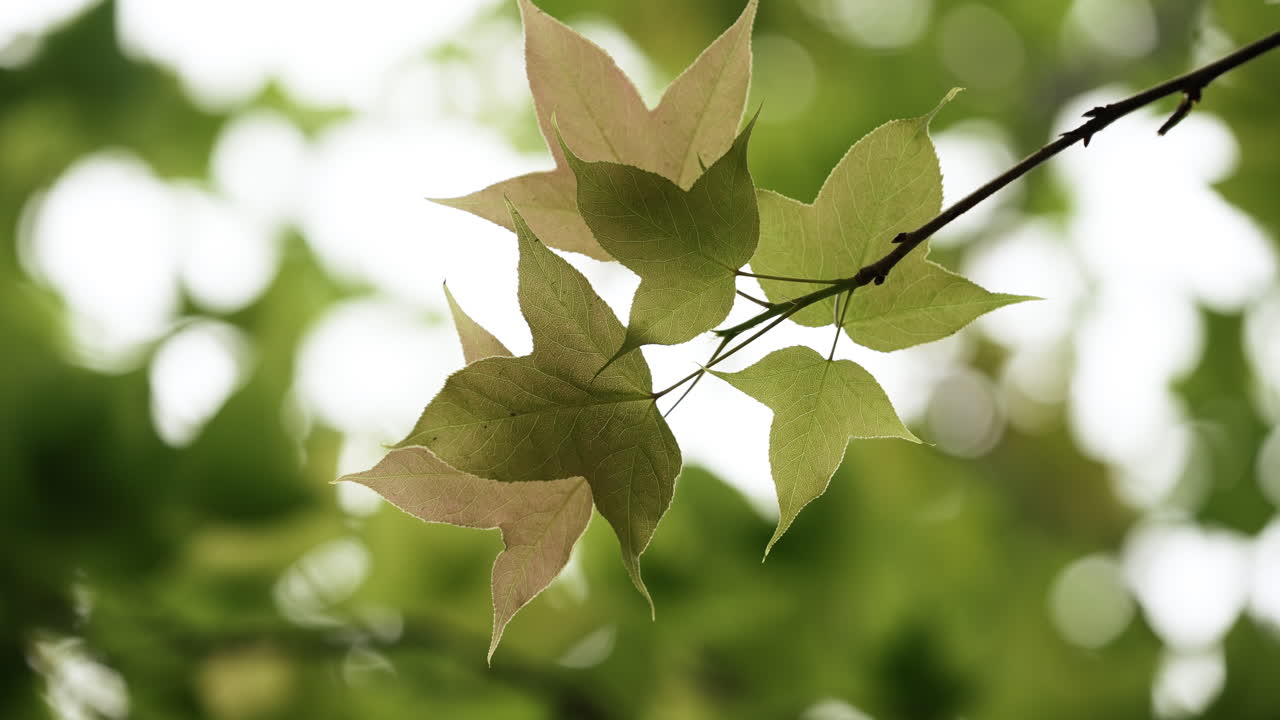 Sun rays though the tree branches and leaves. Sunlight Lens Flare