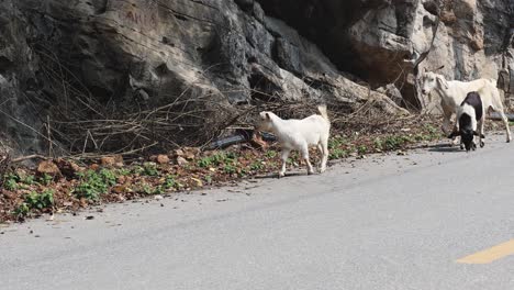 a herd of goats traversing a paved road