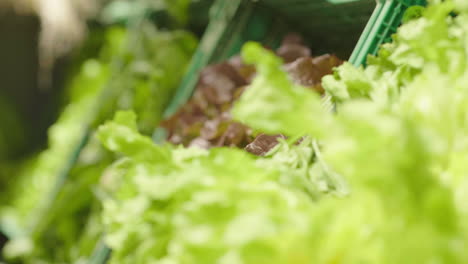 Close-up-on-lettuce-cabbage-in-market-store-Montpellier-Hall-Laissac