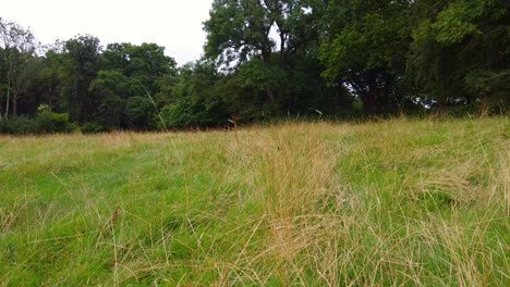 low passing shot of long grassland with trees in background