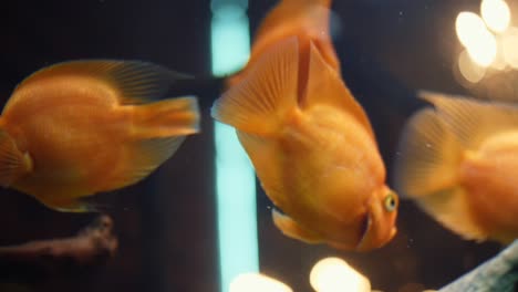 orange fish in aquarium