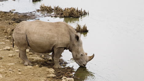 threatened white rhinoceros drinking at waterhole in full body shot