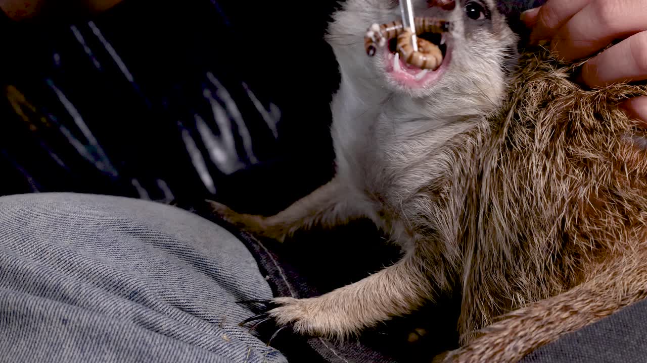Nahaufnahme einer Person, die ein Erdmännchen mit einer Pinzette mit Mehlwürmern füttert