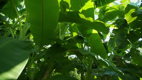 grandes hojas verdes que brillan con la luz del sol. hojas de plátano