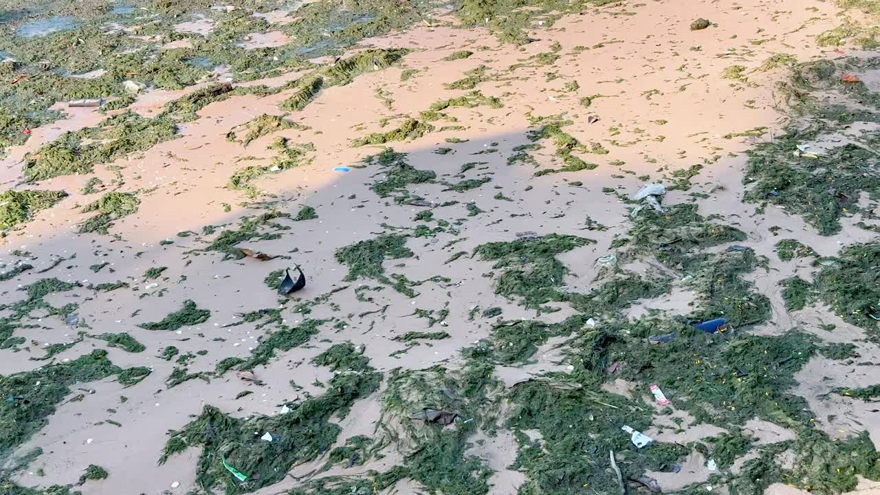 해조류 로 인 모래 해변 에 부드러운 물결 이 부히고 있다