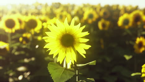 paisaje de campo de girasol al atardecer