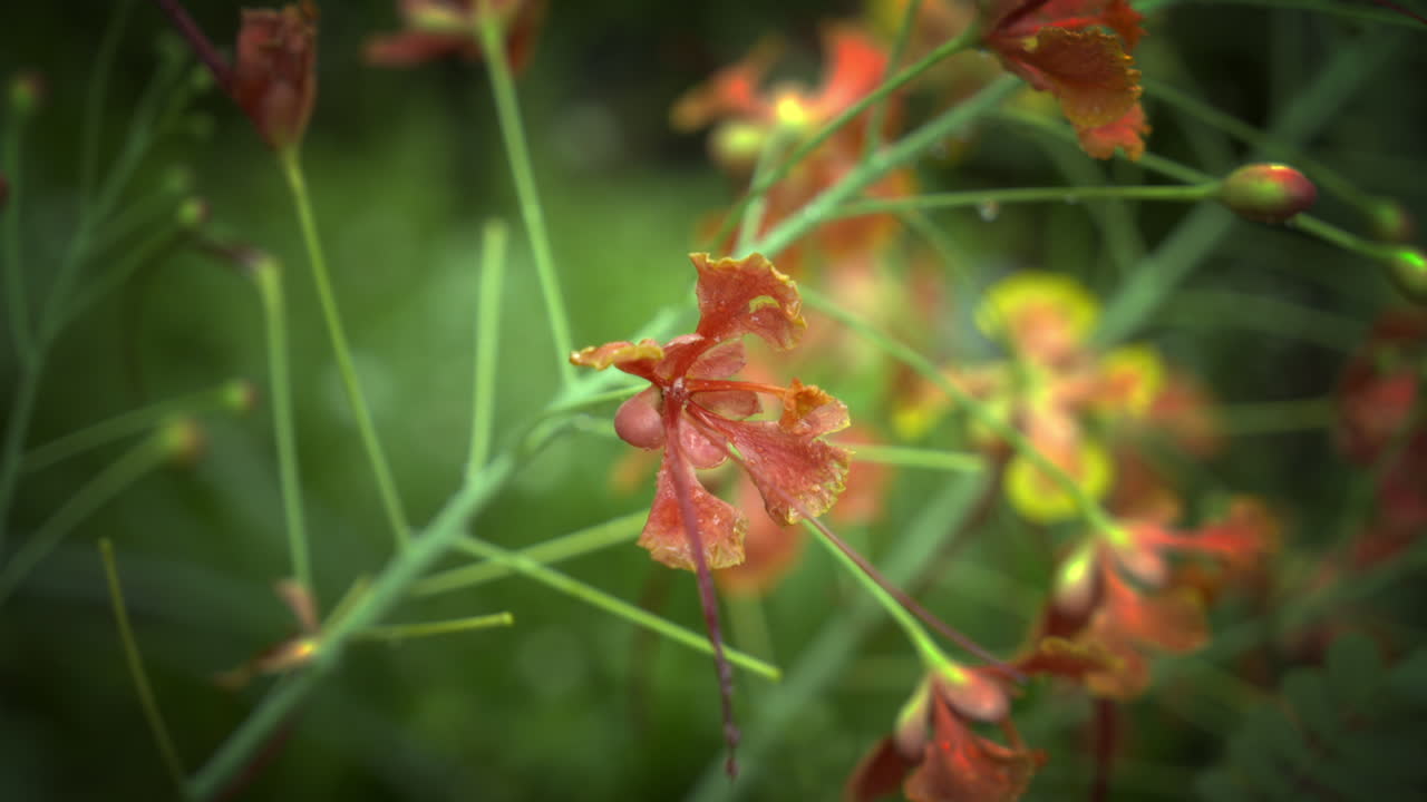 cerca de la flor de poinciana real, una flor roja con borde amarillo, flor de caesalpinia pulcherrima o rajamalli en el jardín natural