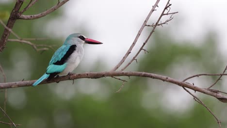 Wald-Eisvogel,-Wunderschön-Vor-Unscharfen-Hintergrundrufen-Platziert