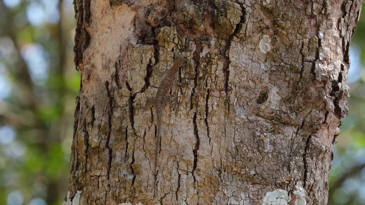 A lone flying lizard is eating some ants on the bark of the tree trunk