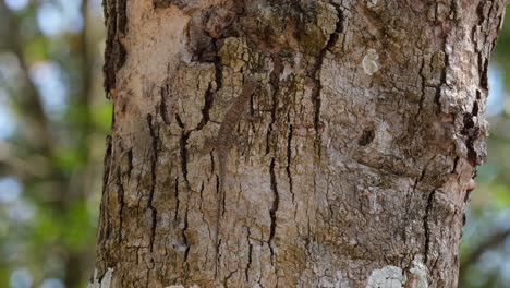 un lagarto volador solitario está comiendo algunas hormigas en la corteza del tronco del árbol