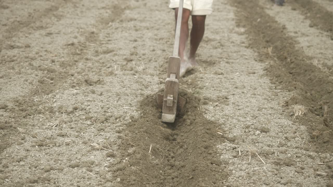 Ancient wooden plough tilling the soil to prepare for potato cultivation, Closeup