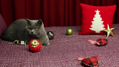 el gato gris y esponjoso de pelo corto británico está mirando hacia arriba en la colcha de damson en el concepto de año nuevo