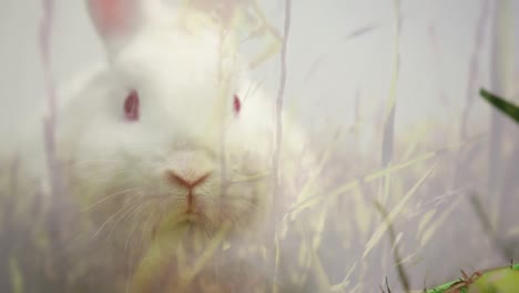 composite video of tall grass in the field against rabbit in the forest