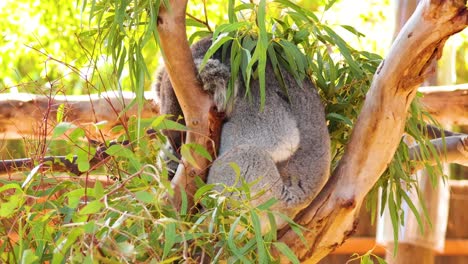 koala peacefully resting in a tree