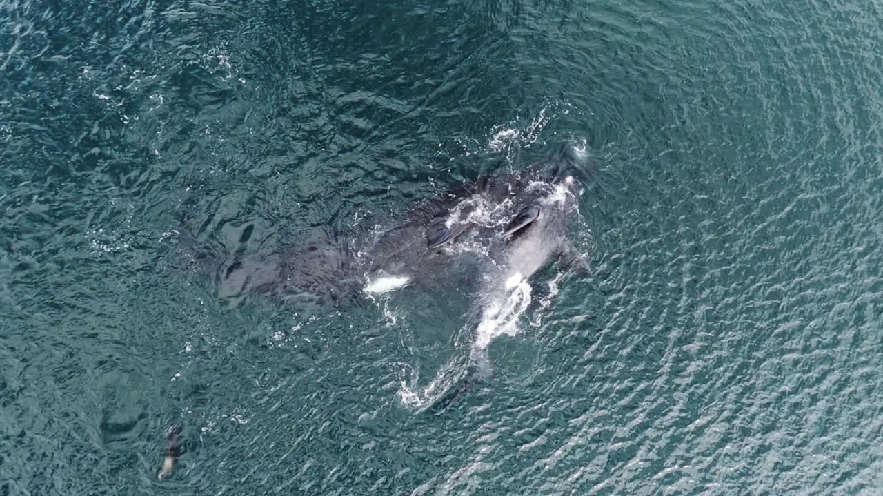 푸른 바다에서 노는 엄마와 아기 고래의 상위 뷰 - 남쪽 참고래 - 공중, 느린 동작