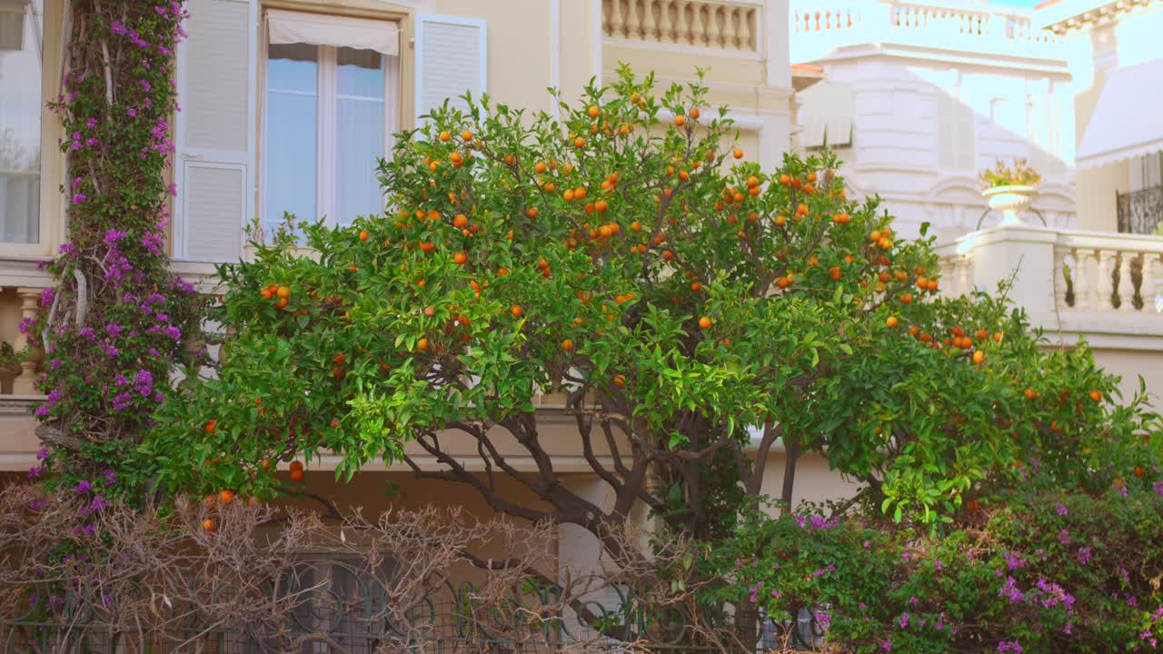 Vista próxima de uma tangerineira carregada de frutos na cidade velha de Mônaco, rodeada por arquitetura mediterrânea clássica
