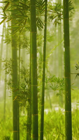 a beautiful bamboo forest