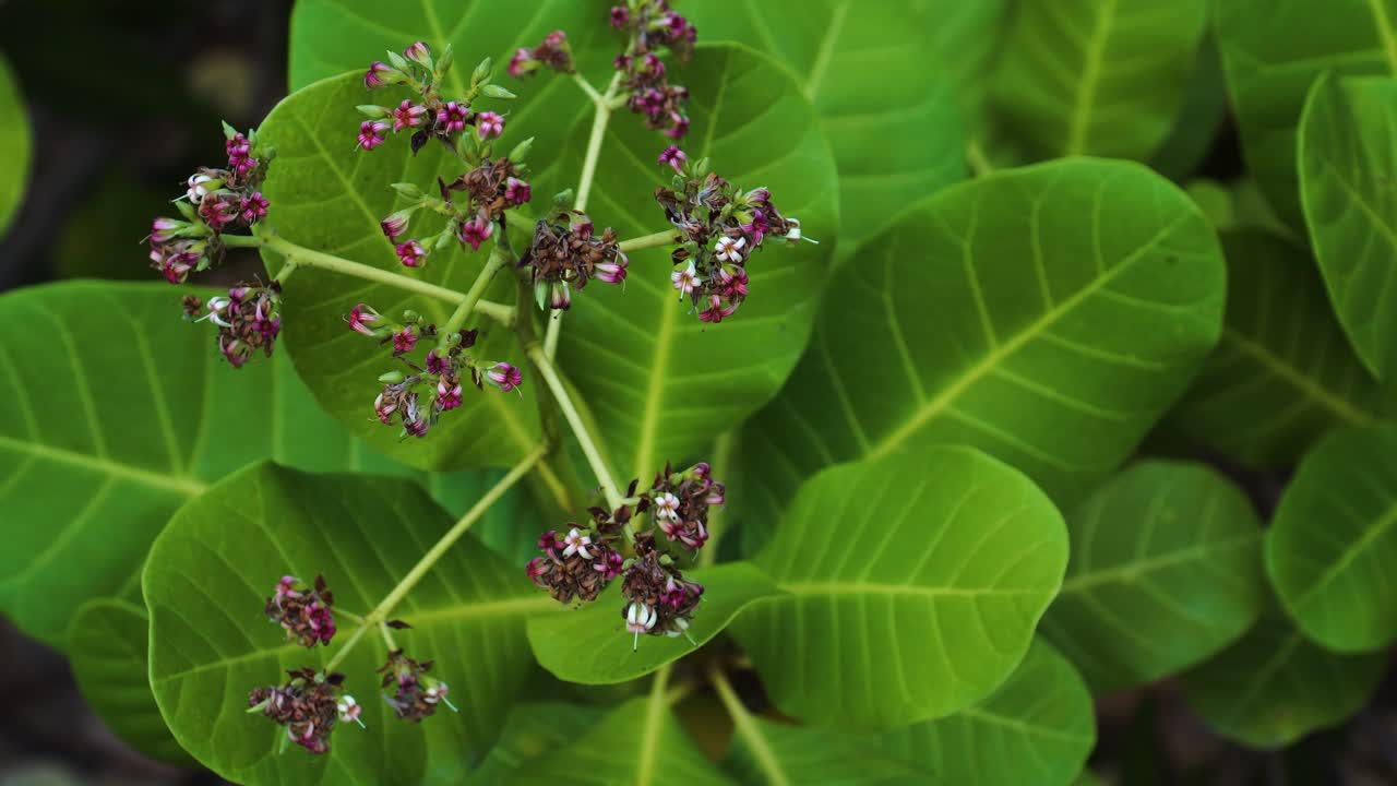 과일이 나오기 전에 캐슈 너트 개화의 정적 샷을 닫습니다.
