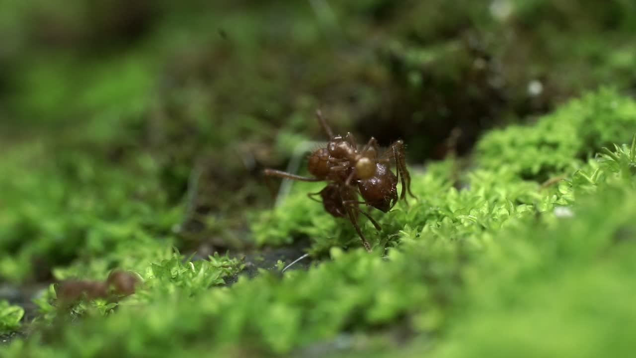 Close-up of ants on moss, teamwork concept in nature setting