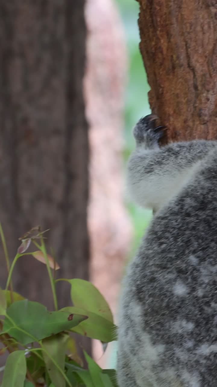 Coala subindo em uma árvore, exibindo comportamento natural
