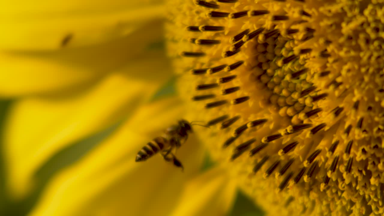 Macro di un'ape che vola e si posa su un girasole per l'impollinazione alla luce del sole