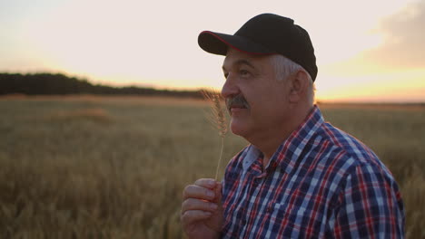 Un-Anciano-Granjero-Con-Camisa-Y-Gorra-De-Béisbol-Se-Encuentra-En-Un-Campo-De-Cereales-Al-Atardecer-Y-Mira-Las-Espigas-De-Trigo-Regocijándose-Y-Sonriendo-Por-La-Buena-Cosecha.-Feliz-Anciano-Granjero-Al-Atardecer