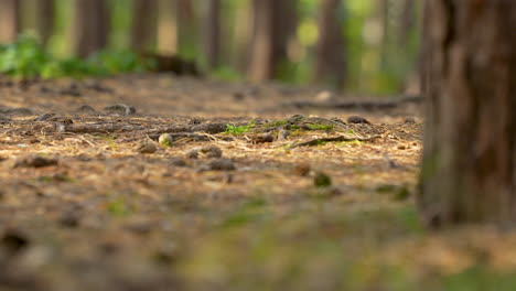 Von-Links-Nach-Rechts-Gleiten---Waldboden-Und-Baumstämme,-Unterholz-In-Seiner-Herbstlichen-Variante,-Natürliches-Ambiente-Tagsüber