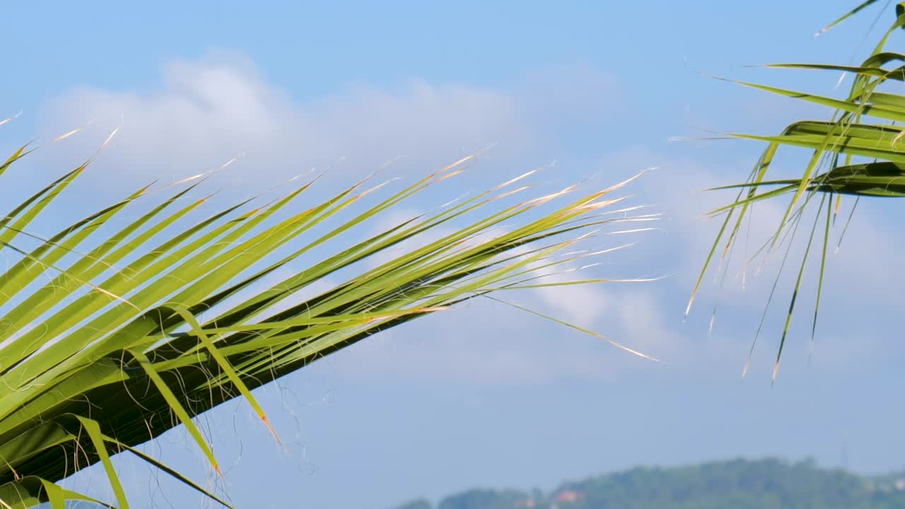 Palm Leaves Swaying in the Wind Against a Sunny Blue Sky with Mountain Background