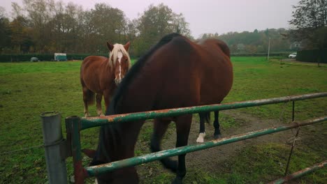 tranquil rural scene with children feeding horses over a fence in a lush green pasture. the backdrop features autumn trees and a peaceful countryside ambiance.